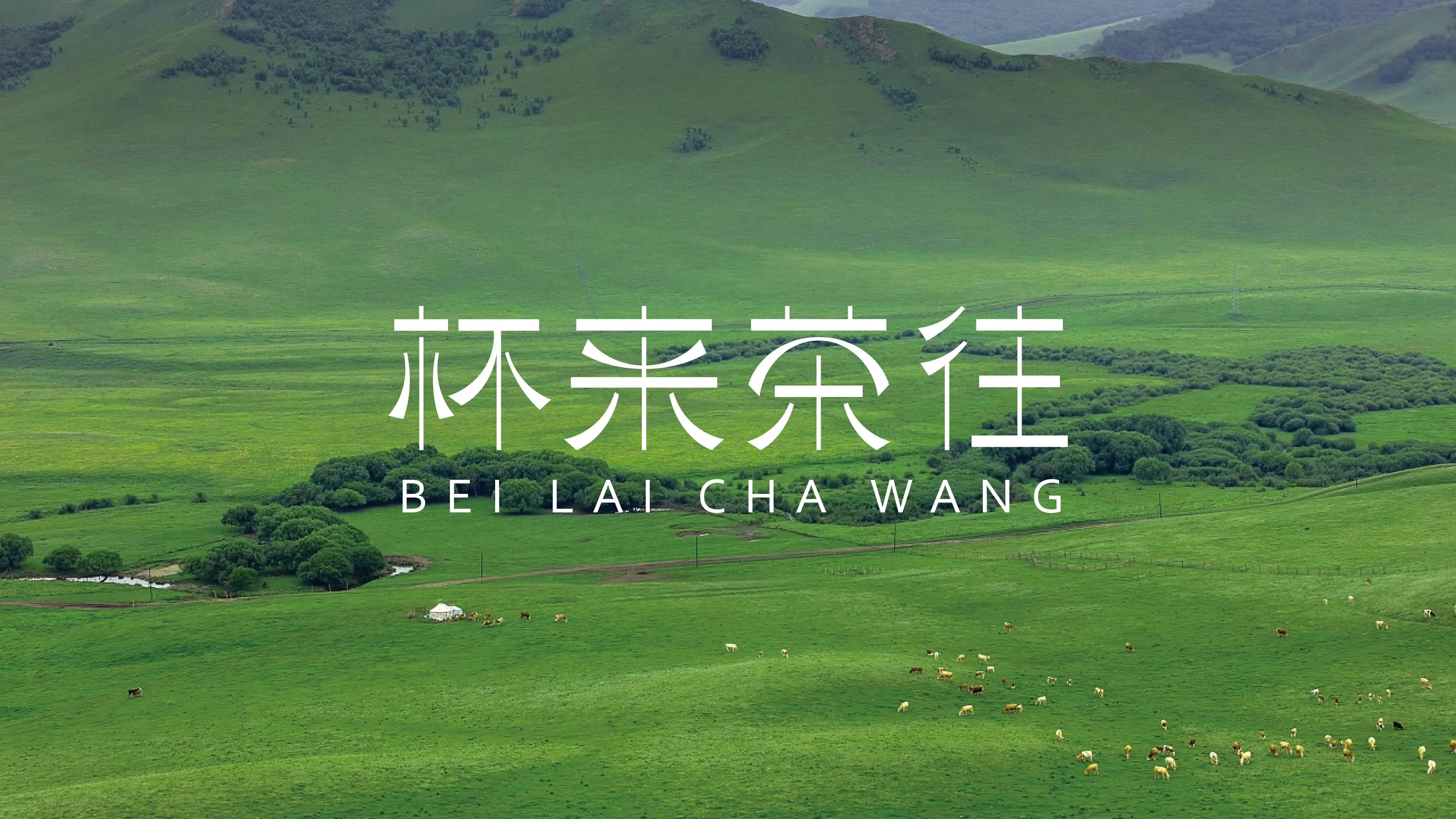 杯来茶往
